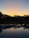 Reflection of trees in pool at sunset in Lake Manyara Royalty Free Stock Photo