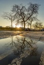 Reflection of trees in a puddle at sunset in Paris