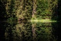 Reflection of trees on the quiet water surface of a lake in the forest Royalty Free Stock Photo