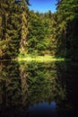 Reflection of trees on the quiet water surface of a pond in the forest Royalty Free Stock Photo