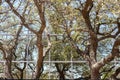 Reflection of trees and sky in modern office building - background Royalty Free Stock Photo