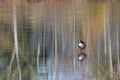 Canada Goose on Pond with Abstract Tree Reflections Royalty Free Stock Photo