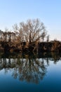 reflection of trees in the water, photo as a background Royalty Free Stock Photo
