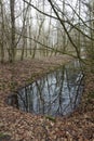 Dutch forest in winter in Zeewolde