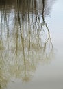 Reflection of trees