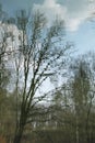 Reflection of trees