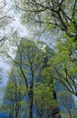 Reflection of trees in the windows of a modern high-rise building with a glass facade. Royalty Free Stock Photo