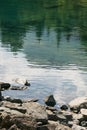 Reflection of treetops and mountain ranges in a turquoise-colored mountain lake with a rocky shore Royalty Free Stock Photo