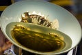 Reflection of Tuba close up shot Royalty Free Stock Photo