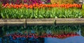 Reflection of Tulip Flowers Royalty Free Stock Photo