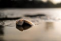 reflection of two shells in the water at the beach at sunset Royalty Free Stock Photo