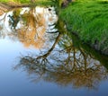 A reflection of two trees Royalty Free Stock Photo