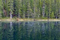 Reflection in unknown pond between Lake Herbert and Lake Louise Royalty Free Stock Photo