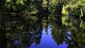 Reflection of various coniferous trees and willows in calm water surface of large park pond, some water lilies are also present.