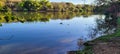 reflection of vegetation and colorful flowers in lake water in portugal park in campinas Royalty Free Stock Photo