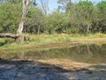 REFLECTION OF VEGETATION IN WATER POOLED IN A DIRT ROAD IN AFRICA