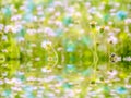 reflection on waer surfce of grass and flower Royalty Free Stock Photo