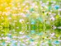 reflection on waer surfce of grass and flower Royalty Free Stock Photo