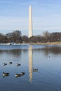 Reflection of Washington Monument Obelisk in Tidal Basin, Washington DC, USA