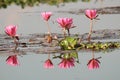 Reflection in water