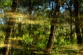 Reflection in the forest water in sunmer