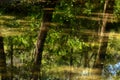 Reflection in the forest water in sunmer