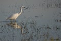 A reflection in water of a great egret looking for his prade. Royalty Free Stock Photo