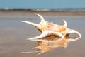 Reflection in water of Large spider conch seashell on Caribbean sandy beach Royalty Free Stock Photo