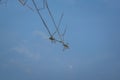 The reflection on the water surface of a dragonfly resting on a branch Royalty Free Stock Photo