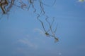 The reflection on the water surface of a dragonfly resting on a branch. Royalty Free Stock Photo