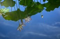 Reflection on water surface, lotus flowers, Japan Royalty Free Stock Photo