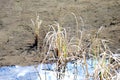 reflection water surface Tyrol reed tuft moor Royalty Free Stock Photo