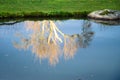 Reflection in water