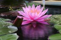 Reflection of Waterlily or Lotus flower