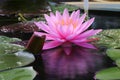 Reflection of Waterlily or Lotus flower Royalty Free Stock Photo