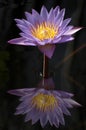 Reflection of a waterlily on a still pond Royalty Free Stock Photo