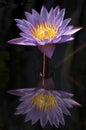 Reflection of a waterlily on a still pond