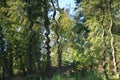 Reflection on the wavy pond water