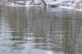 Reflection in the wavy water surface of the winter forest and branches Royalty Free Stock Photo