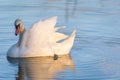 Reflection of white cute swain in lake water on bright summer day