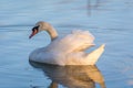 Reflection of white cute swain in lake water on bright summer day