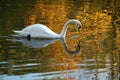 Reflection of White Mute Swan Swimming on Golden Pond Royalty Free Stock Photo