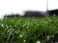 Drops of dew on blades of grass Royalty Free Stock Photo