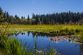 Reflection of a woodland on Beaver Lake in summer in Stanley Park, Vancouver