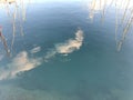 Reflection of yacht masts in the water. Royalty Free Stock Photo