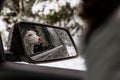 Reflection of a young dog in the rear-view side mirror of a car Royalty Free Stock Photo