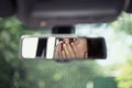 Reflection of young woman with frightened eyes covering her face with  hands in the car rear view mirror. Concept of an accident o Royalty Free Stock Photo