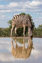Zebra ( Equus Burchelli) drinking at the water hole with reflection. Welgevonden, South Africa.