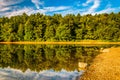 Reflections along the shore of Lake Marburg, Codorus State Park, Pennsylvania. Royalty Free Stock Photo