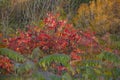 Beaver Lake in autumn Montreal